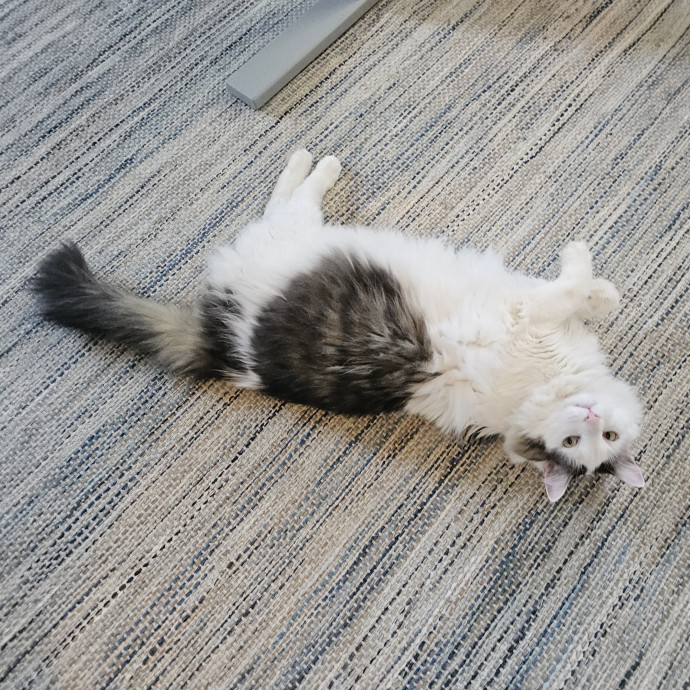 Blue Ribbon Cat Sitter Of Queen City