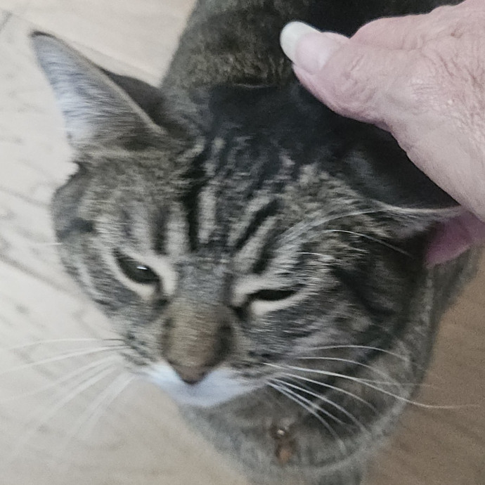 Blue Ribbon Cat Sitter Of Queen City