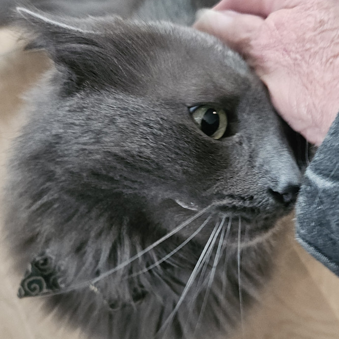 Blue Ribbon Cat Sitter Of Queen City