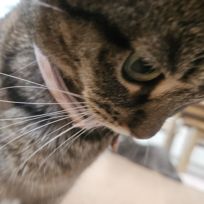 Blue Ribbon Cat Sitter Of Queen City