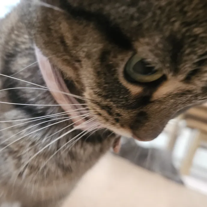 Blue Ribbon Cat Sitter Of Queen City