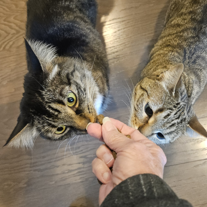 Blue Ribbon Cat Sitter Of Queen City