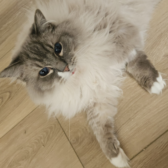 Blue Ribbon Cat Sitter Of Queen City
