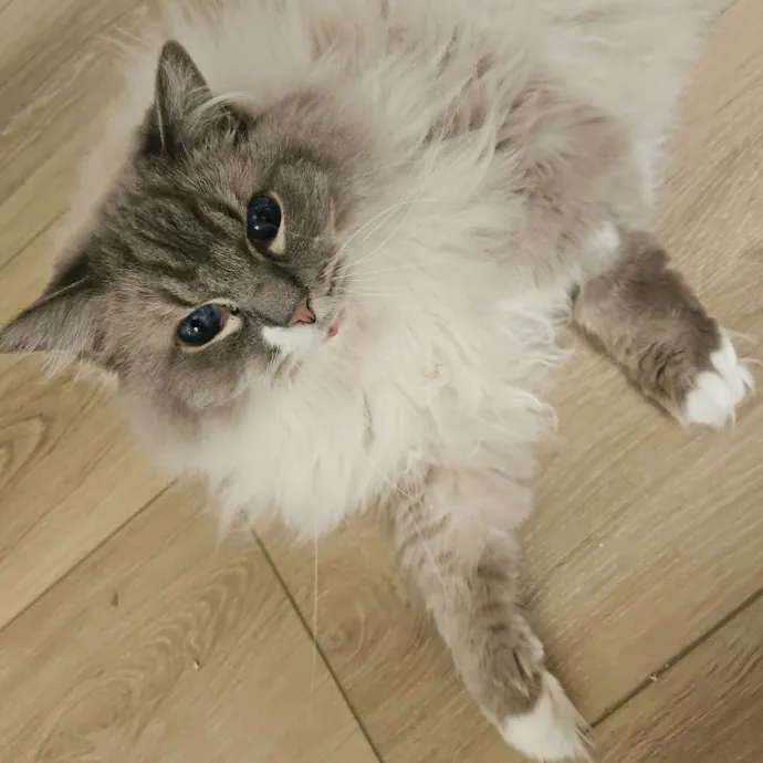 Blue Ribbon Cat Sitter Of Queen City
