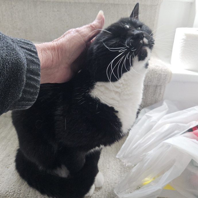 Blue Ribbon Cat Sitter Of Queen City