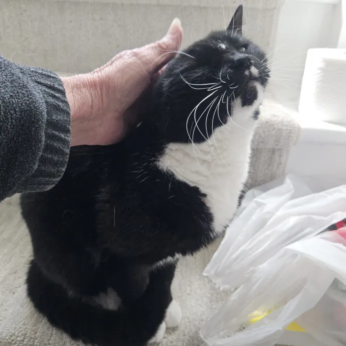 Blue Ribbon Cat Sitter Of Queen City