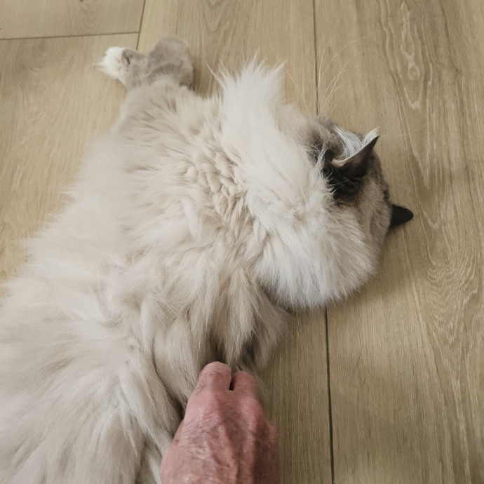 Blue Ribbon Cat Sitter Of Queen City