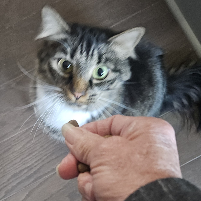 Blue Ribbon Cat Sitter Of Queen City