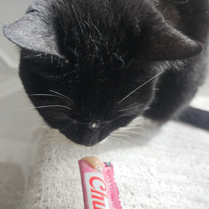 Blue Ribbon Cat Sitter Of Queen City