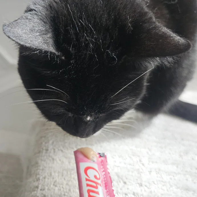 Blue Ribbon Cat Sitter Of Queen City