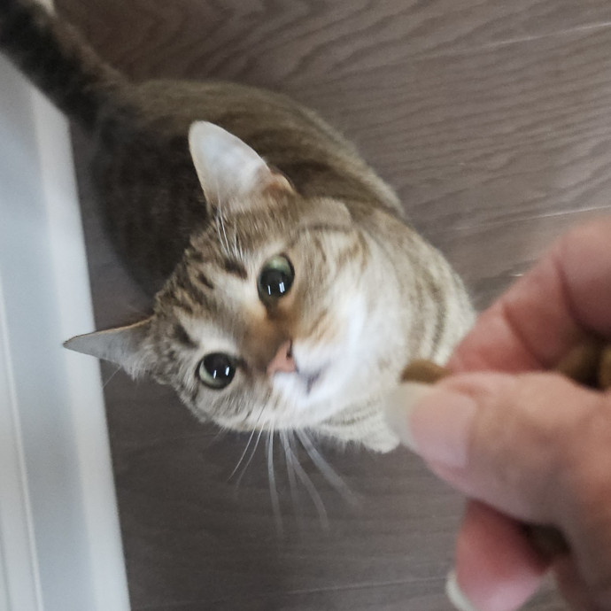 Blue Ribbon Cat Sitter Of Queen City