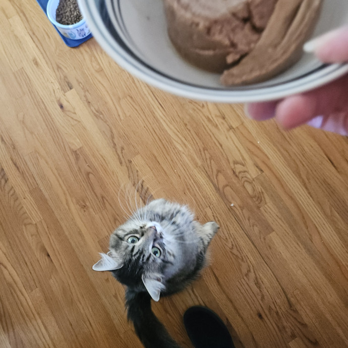 Blue Ribbon Cat Sitter Of Queen City