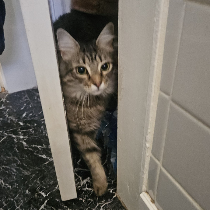 Blue Ribbon Cat Sitter Of Queen City