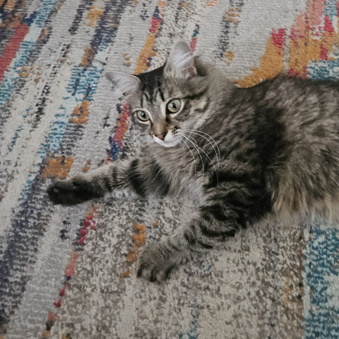 Blue Ribbon Cat Sitter Of Queen City