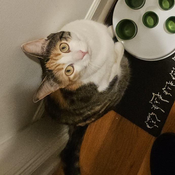 Blue Ribbon Cat Sitter Of Queen City