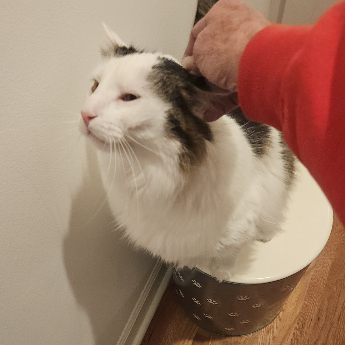 Blue Ribbon Cat Sitter Of Queen City