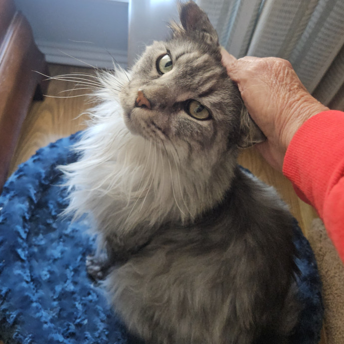 Blue Ribbon Cat Sitter Of Queen City
