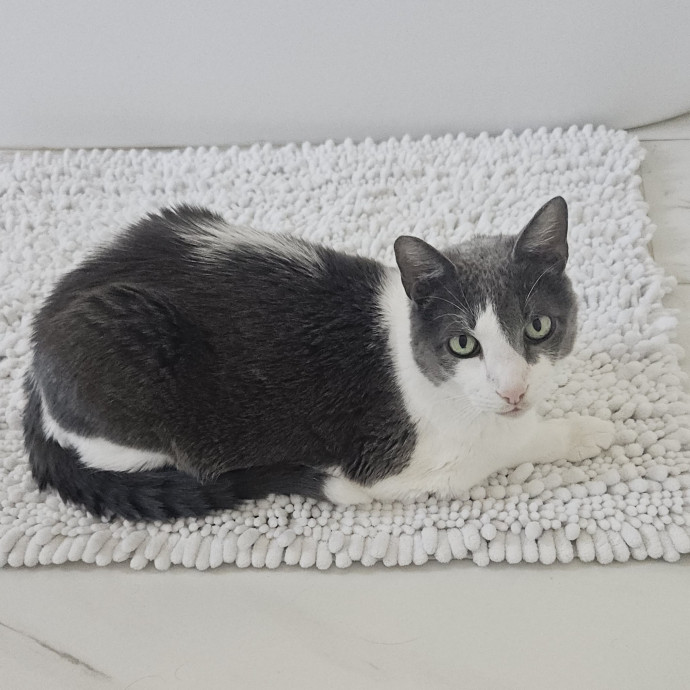 Blue Ribbon Cat Sitter Of Queen City