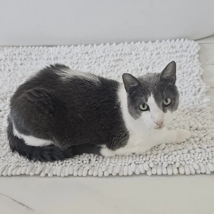 Blue Ribbon Cat Sitter Of Queen City