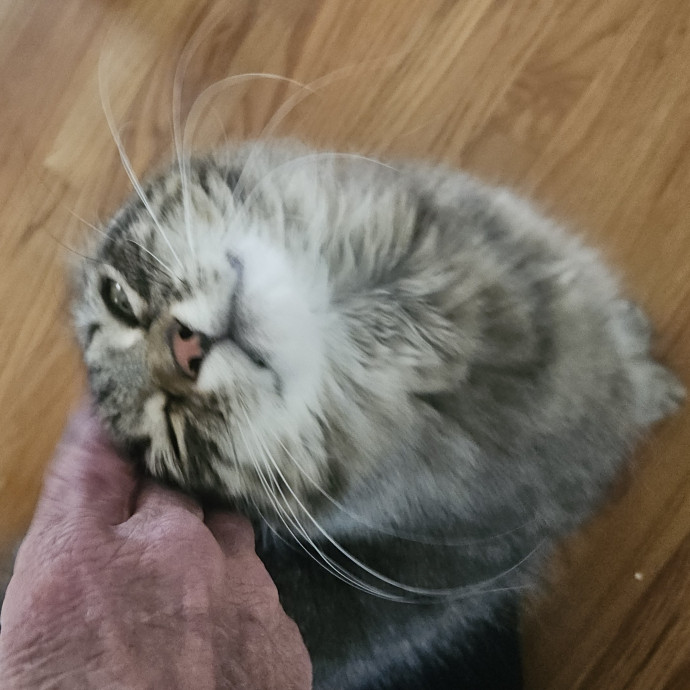 Blue Ribbon Cat Sitter Of Queen City