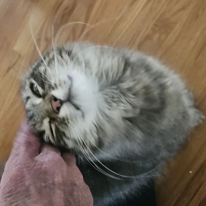 Blue Ribbon Cat Sitter Of Queen City