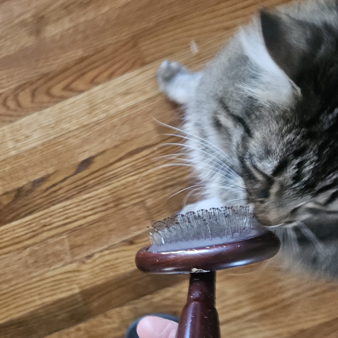 Blue Ribbon Cat Sitter Of Queen City