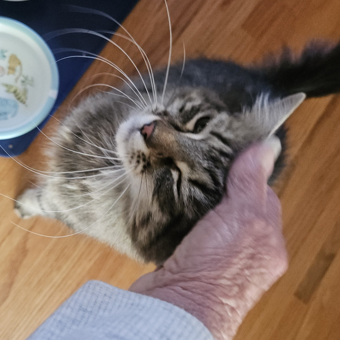 Blue Ribbon Cat Sitter Of Queen City