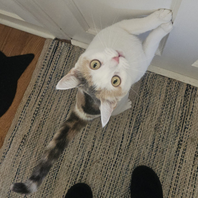 Blue Ribbon Cat Sitter Of Queen City