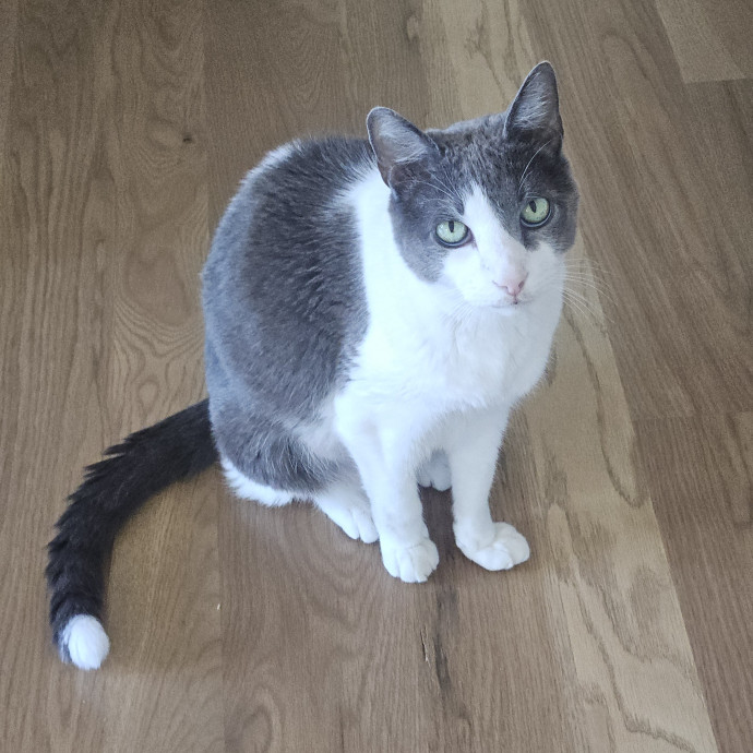 Blue Ribbon Cat Sitter Of Queen City