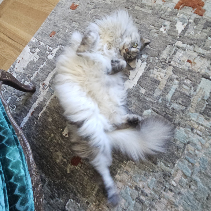 Blue Ribbon Cat Sitter Of Queen City