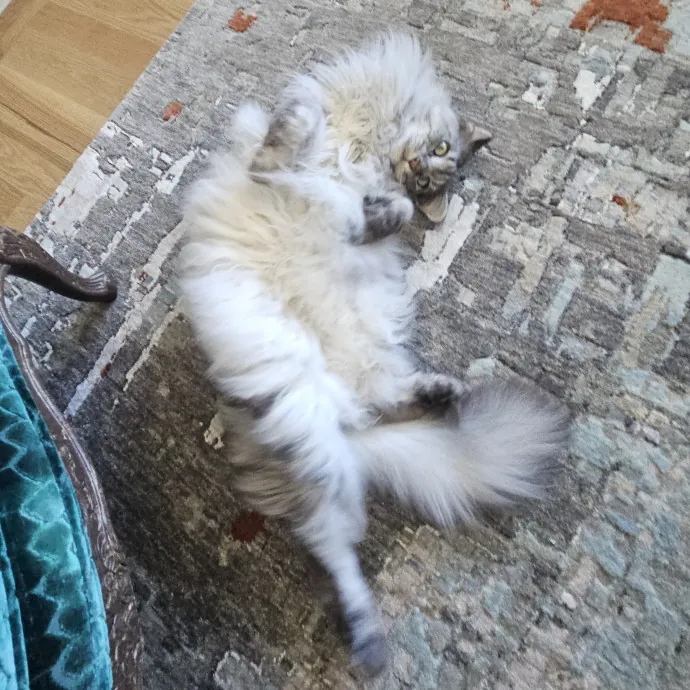 Blue Ribbon Cat Sitter Of Queen City