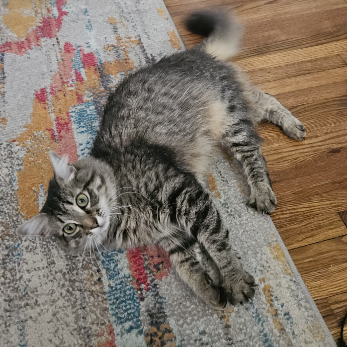 Blue Ribbon Cat Sitter Of Queen City