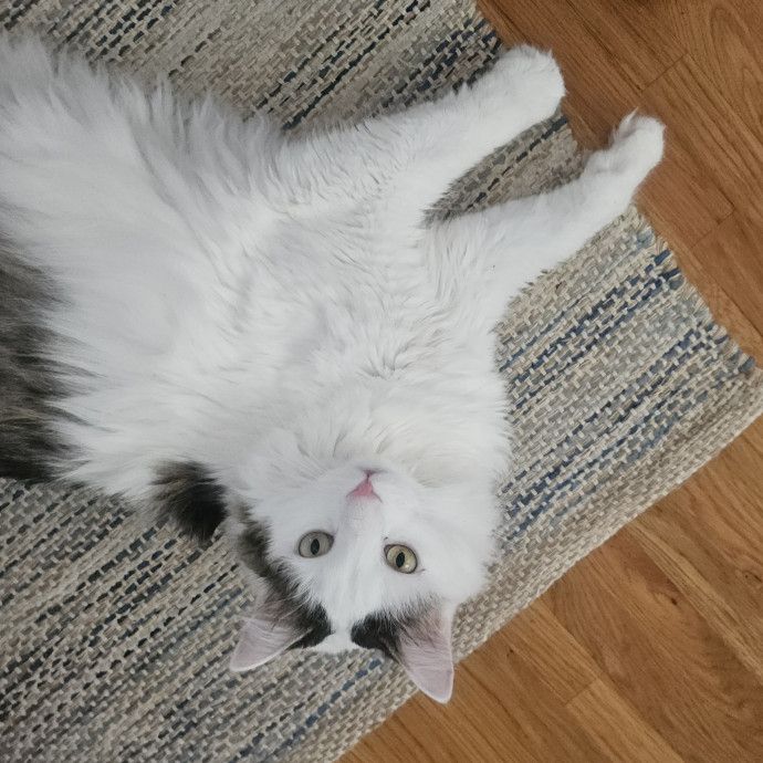 Blue Ribbon Cat Sitter Of Queen City