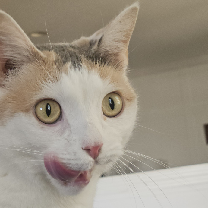 Blue Ribbon Cat Sitter Of Queen City
