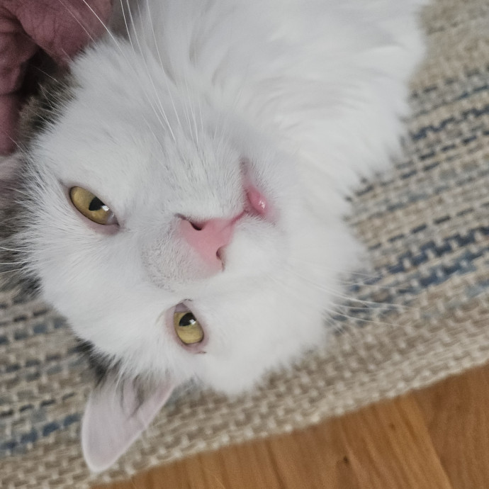 Blue Ribbon Cat Sitter Of Queen City