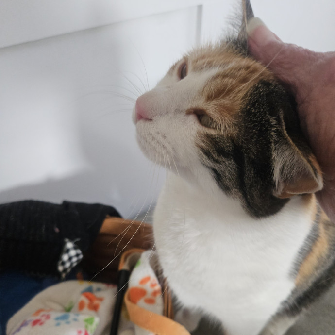 Blue Ribbon Cat Sitter Of Queen City