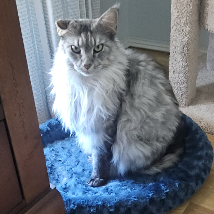 Blue Ribbon Cat Sitter Of Queen City