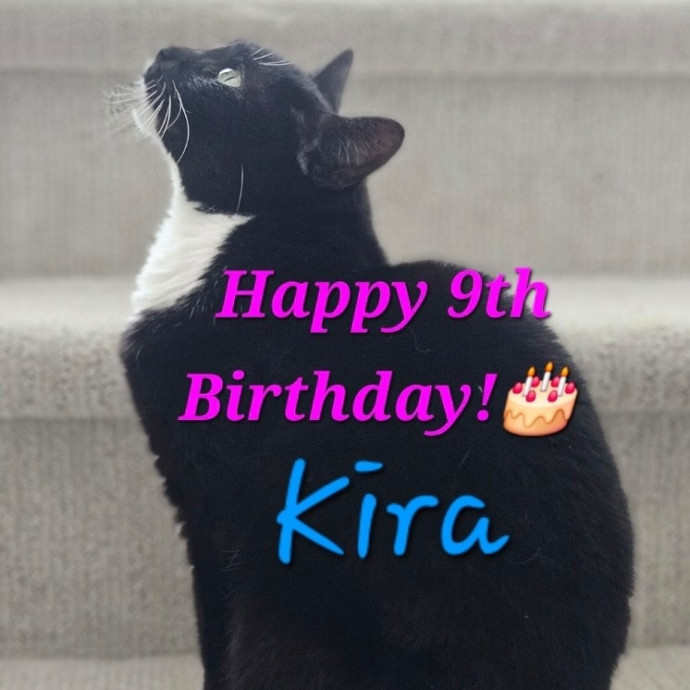 Blue Ribbon Cat Sitter Of Queen City