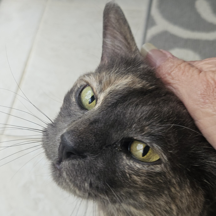 Blue Ribbon Cat Sitter Of Queen City