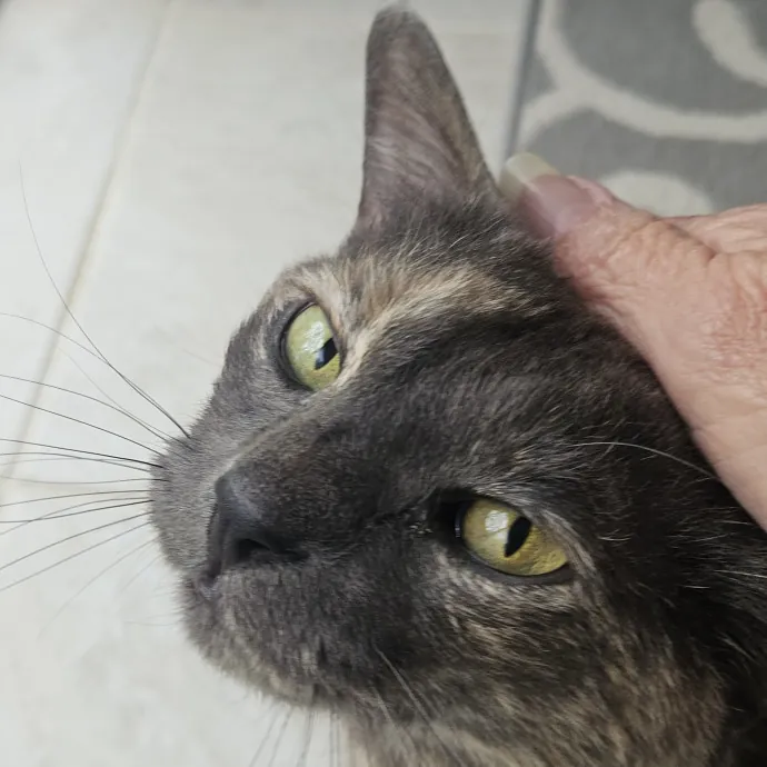 Blue Ribbon Cat Sitter Of Queen City