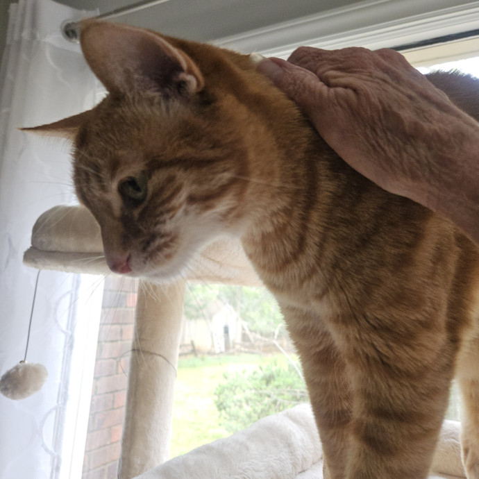 Blue Ribbon Cat Sitter Of Queen City