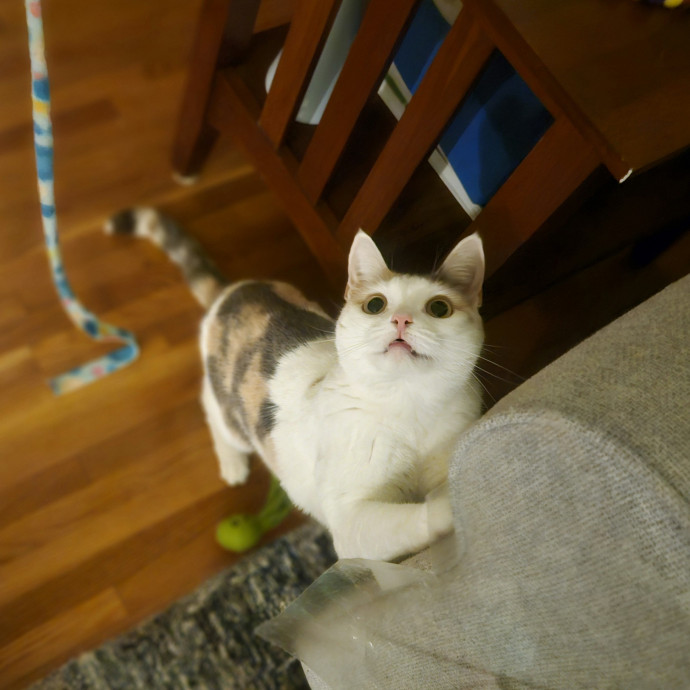 Blue Ribbon Cat Sitter Of Queen City