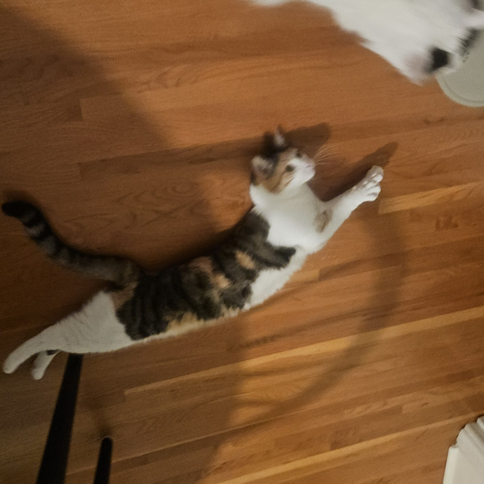 Blue Ribbon Cat Sitter Of Queen City