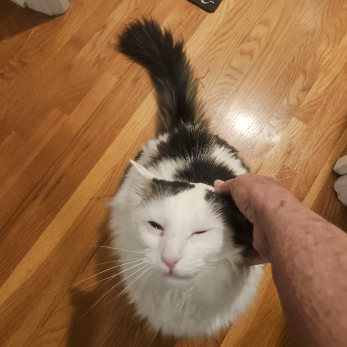 Blue Ribbon Cat Sitter Of Queen City