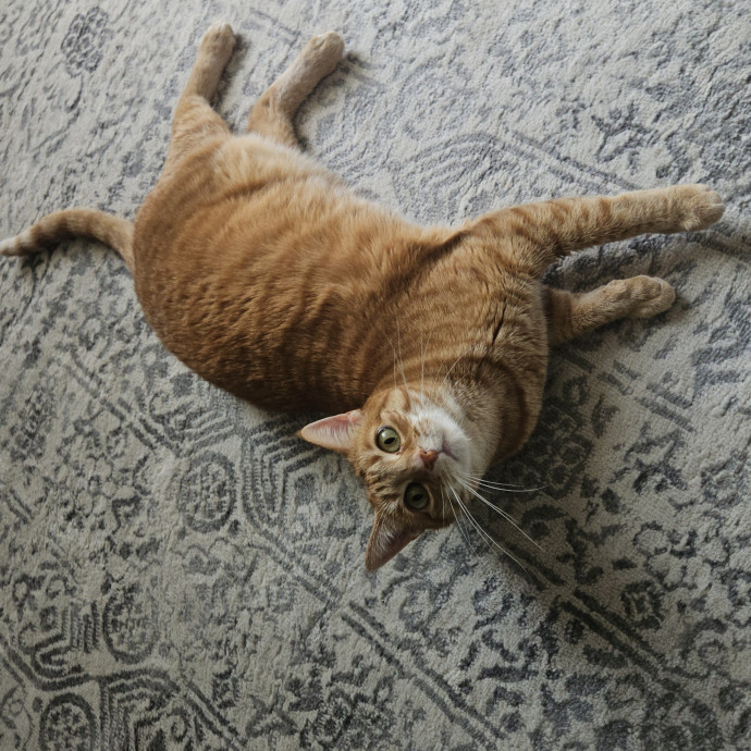 Blue Ribbon Cat Sitter Of Queen City