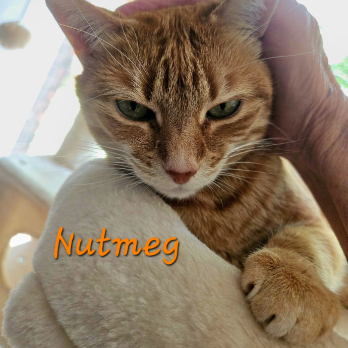 Blue Ribbon Cat Sitter Of Queen City
