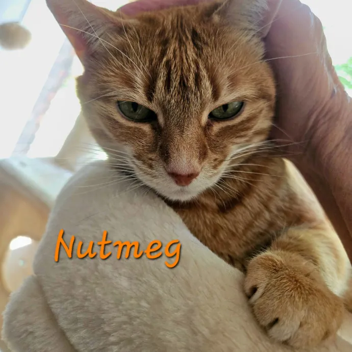 Blue Ribbon Cat Sitter Of Queen City