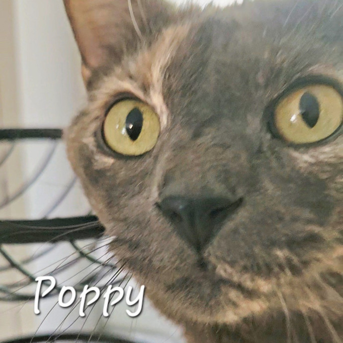 Blue Ribbon Cat Sitter Of Queen City
