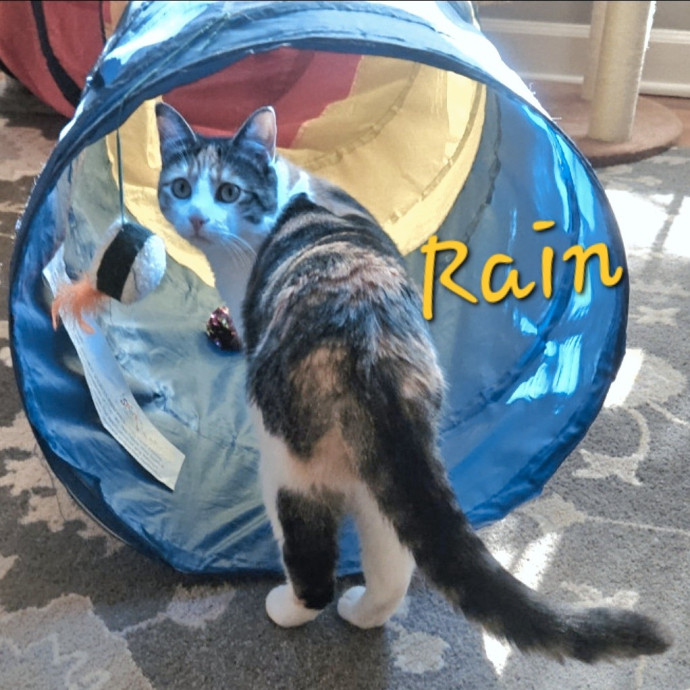 Blue Ribbon Cat Sitter Of Queen City