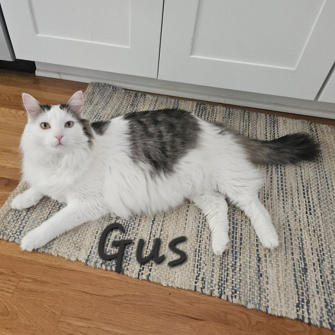 Blue Ribbon Cat Sitter Of Queen City